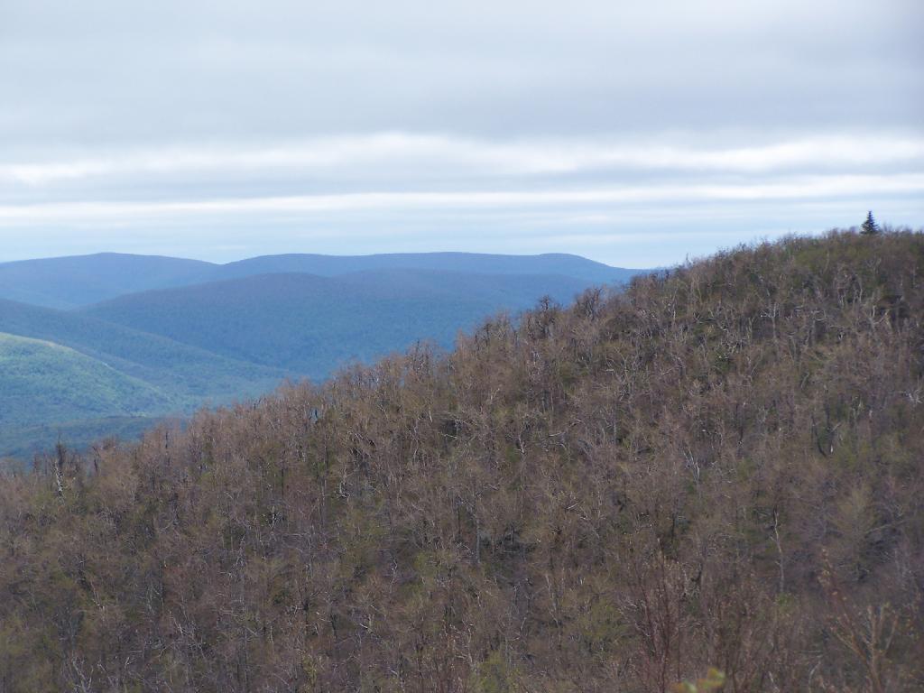 Photo: Tall Pine on Camel's Hump
