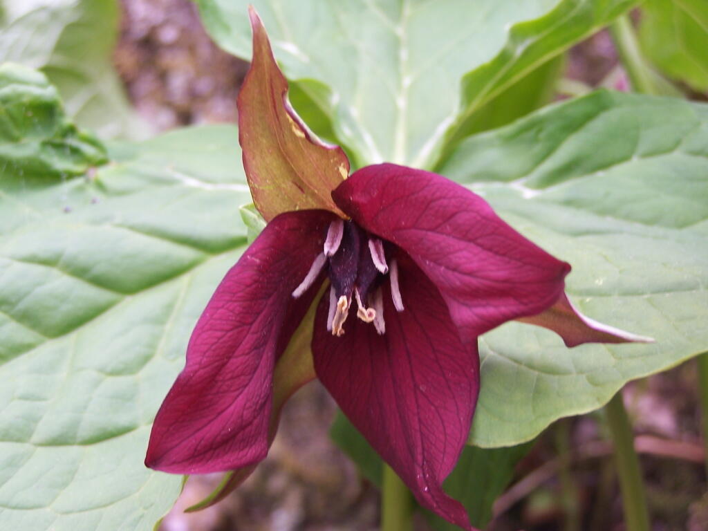 Photo: Red Lilly
