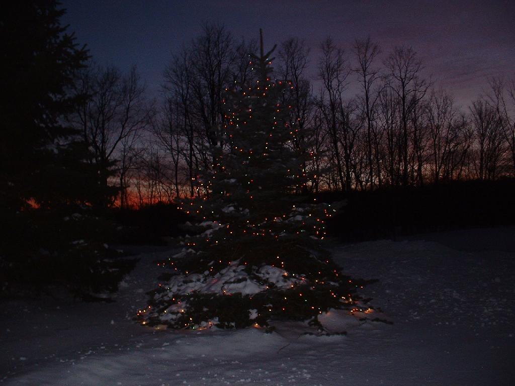 Photo: Christmas Tree