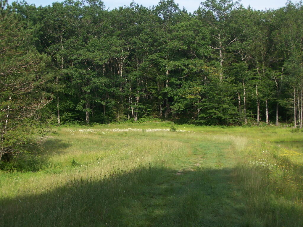 Photo: Berm at Duck Pond