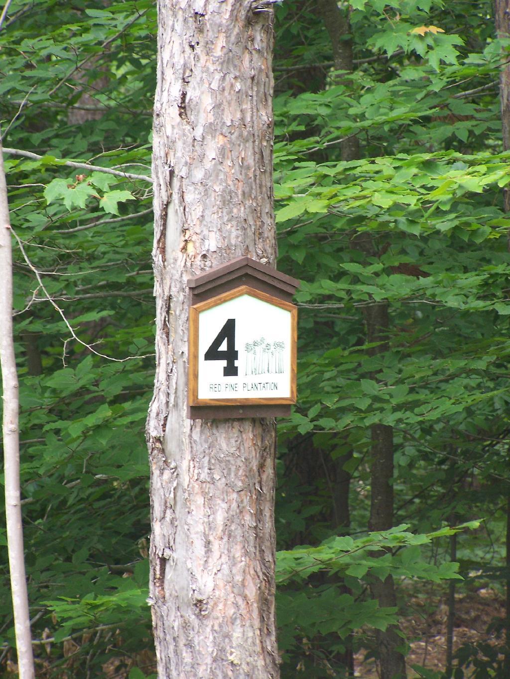 Photo: Stop 4: Red Pine Planation