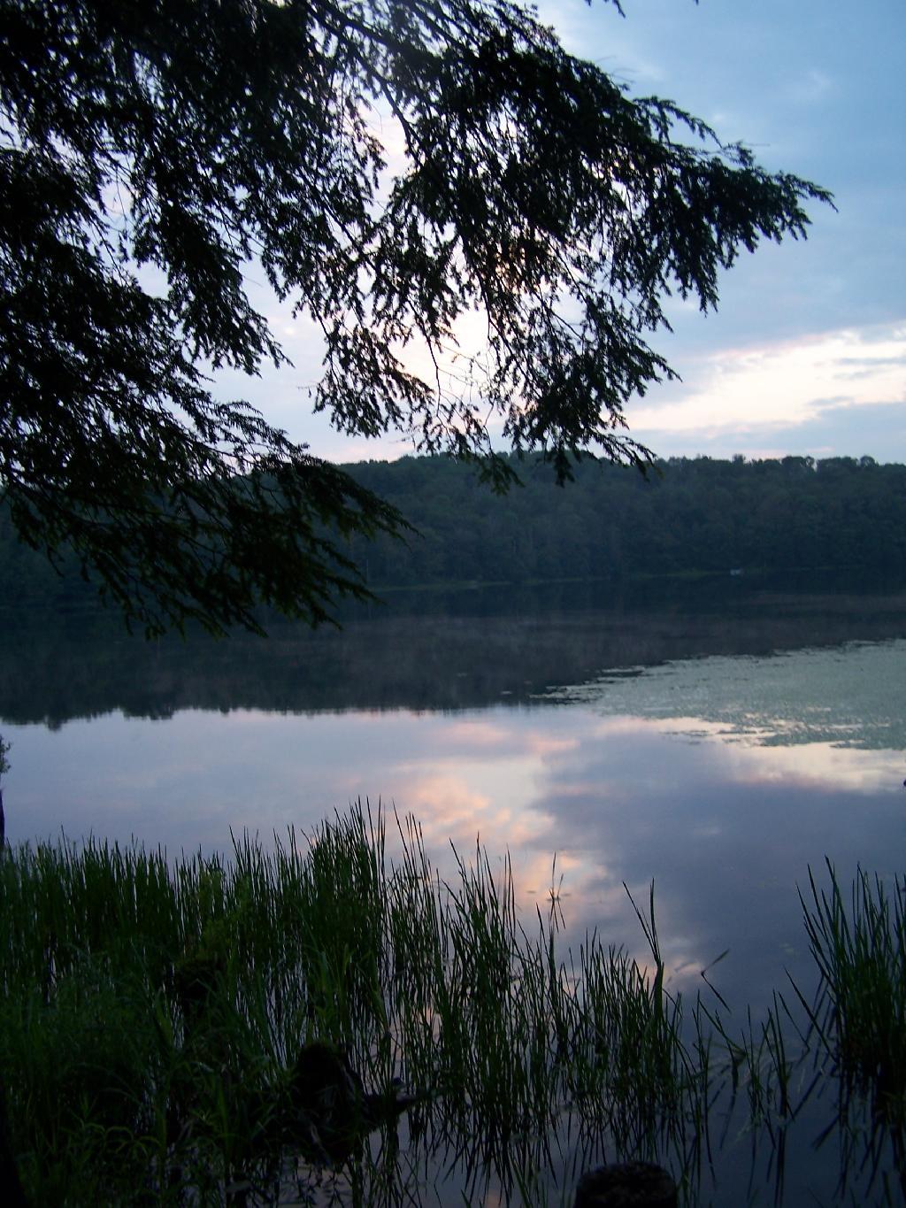 Photo: Balsam on Edge of Pond