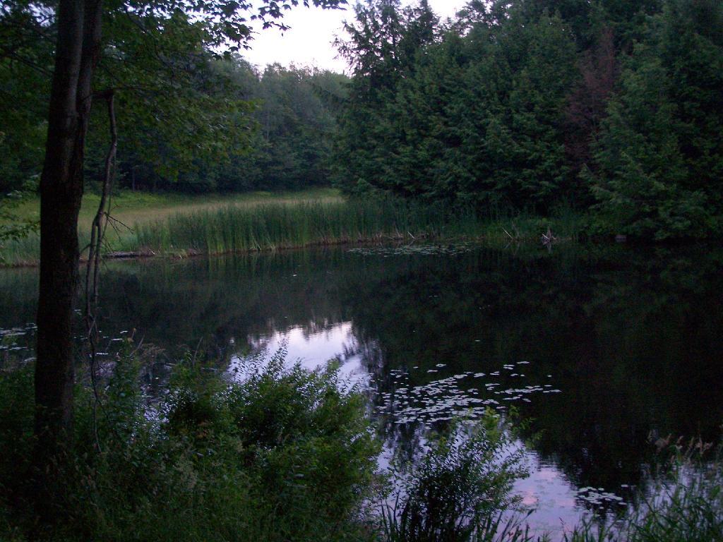 Photo: Edge of Pond