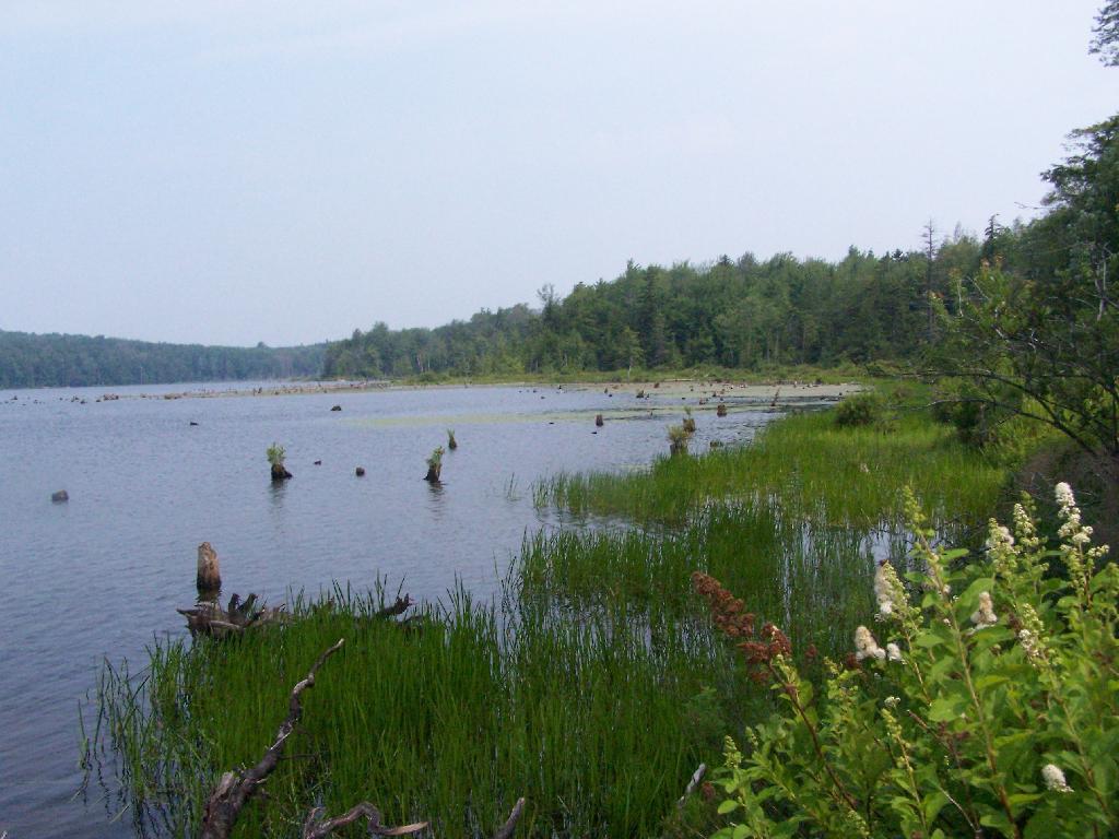 Photo: Balsam Pond in the Morning