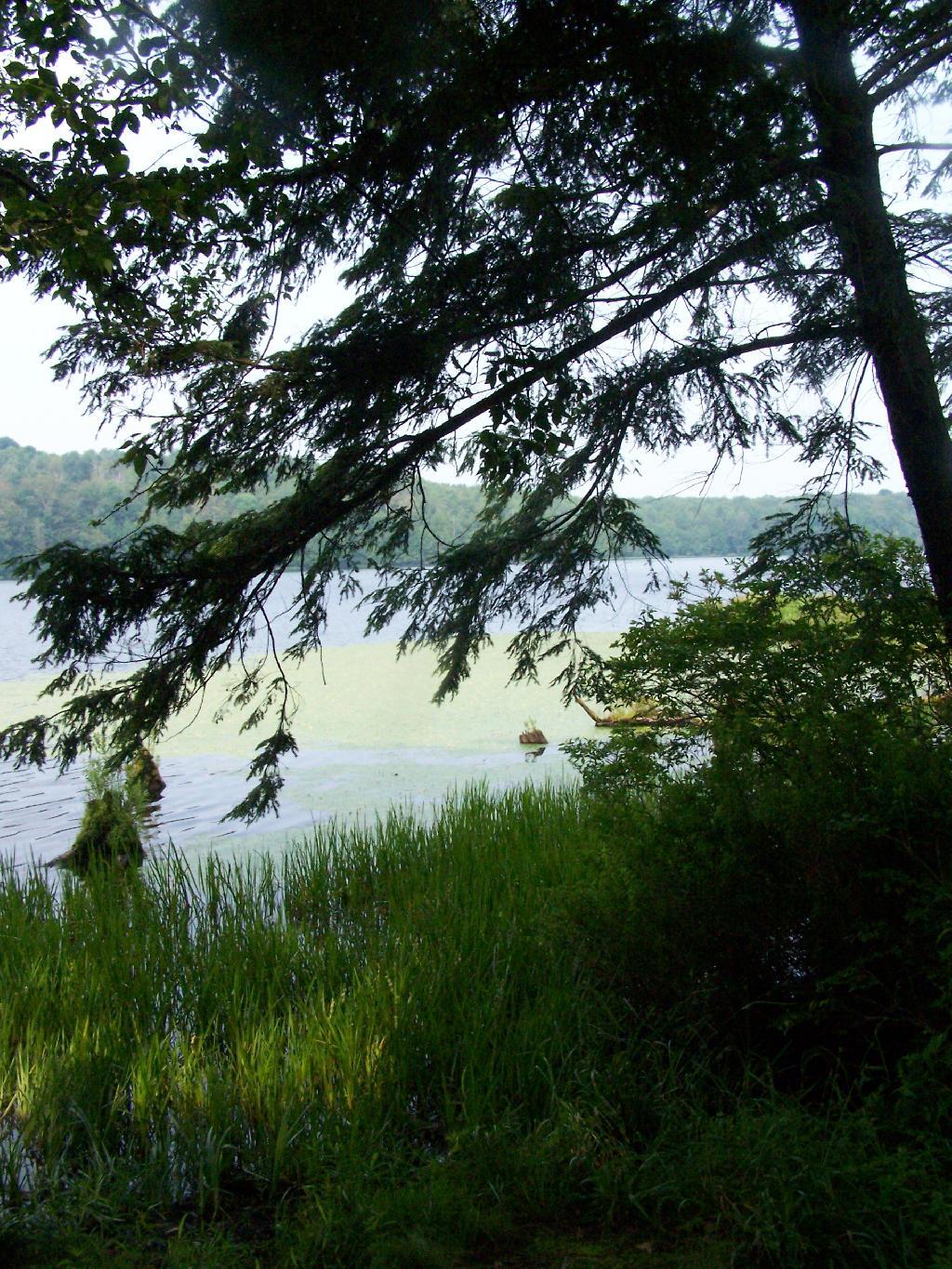 Photo: Balsam Tree