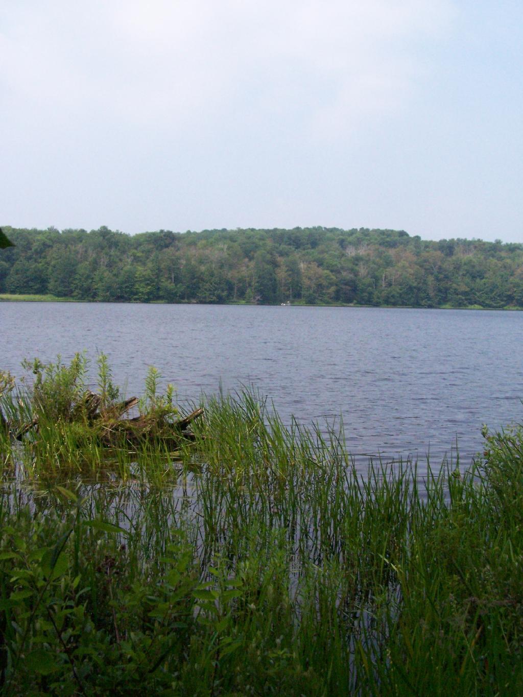 Photo: Marshy Edge