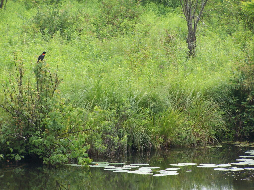 Photo: Bird