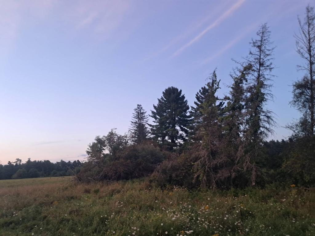 Photo: Evening [Expires September 2 2026]