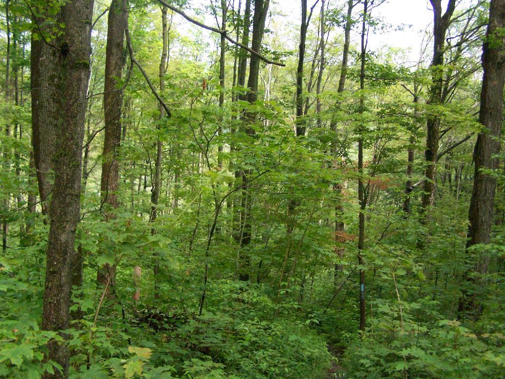 Photo: Finger Lakes Trail