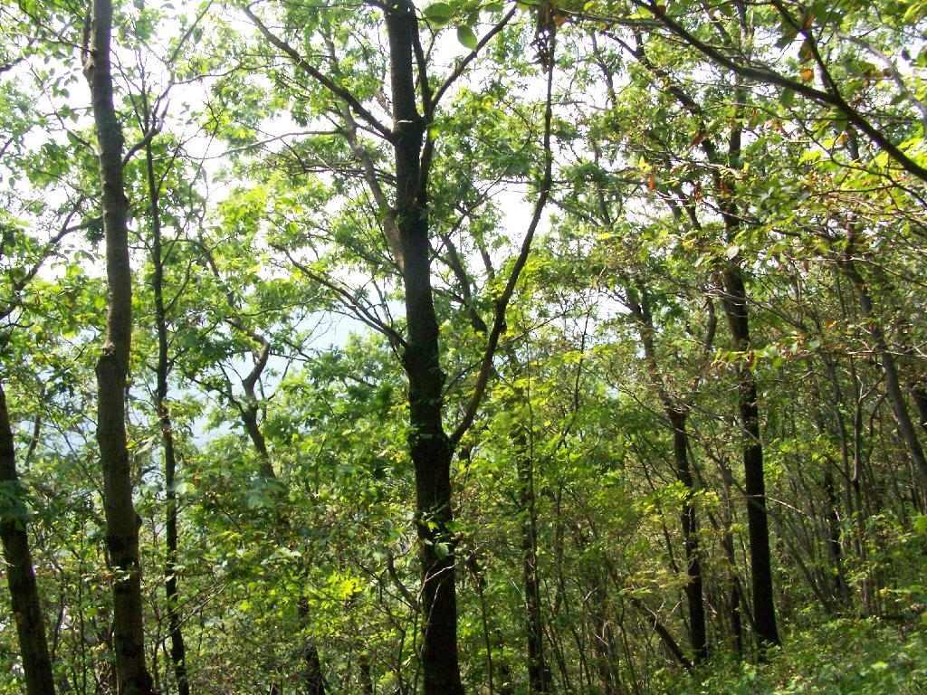 Photo: Along the Edge of Long Hill