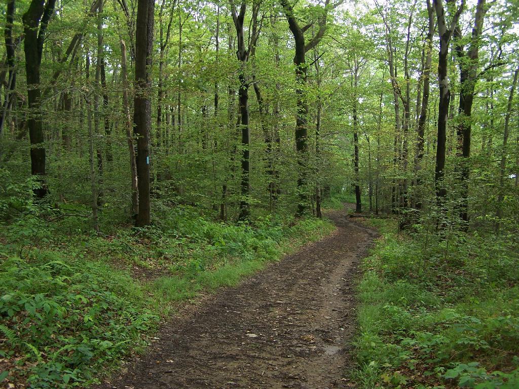 Photo: Descending the Trail