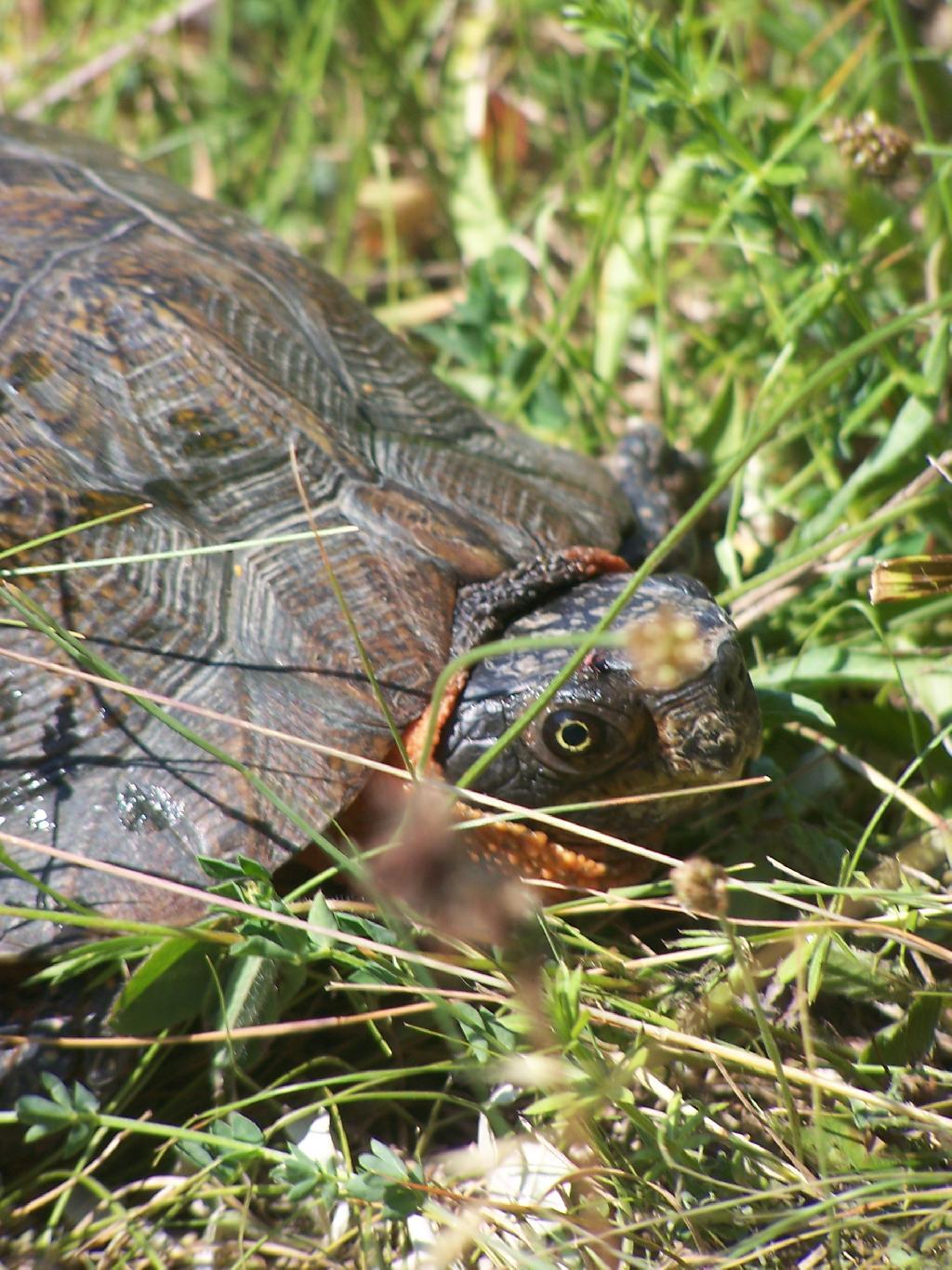 Photo: Wood Turtle Looks at You