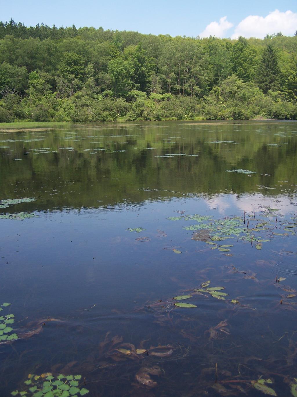 Photo: Pond Reflection