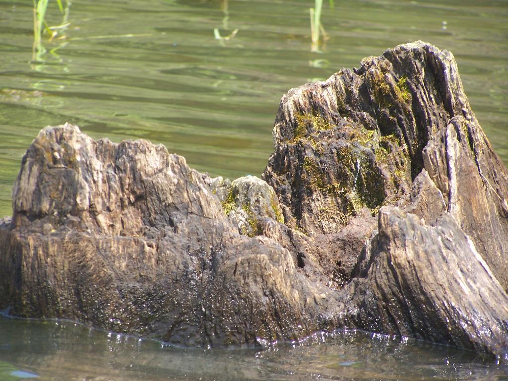Photo: Stump
