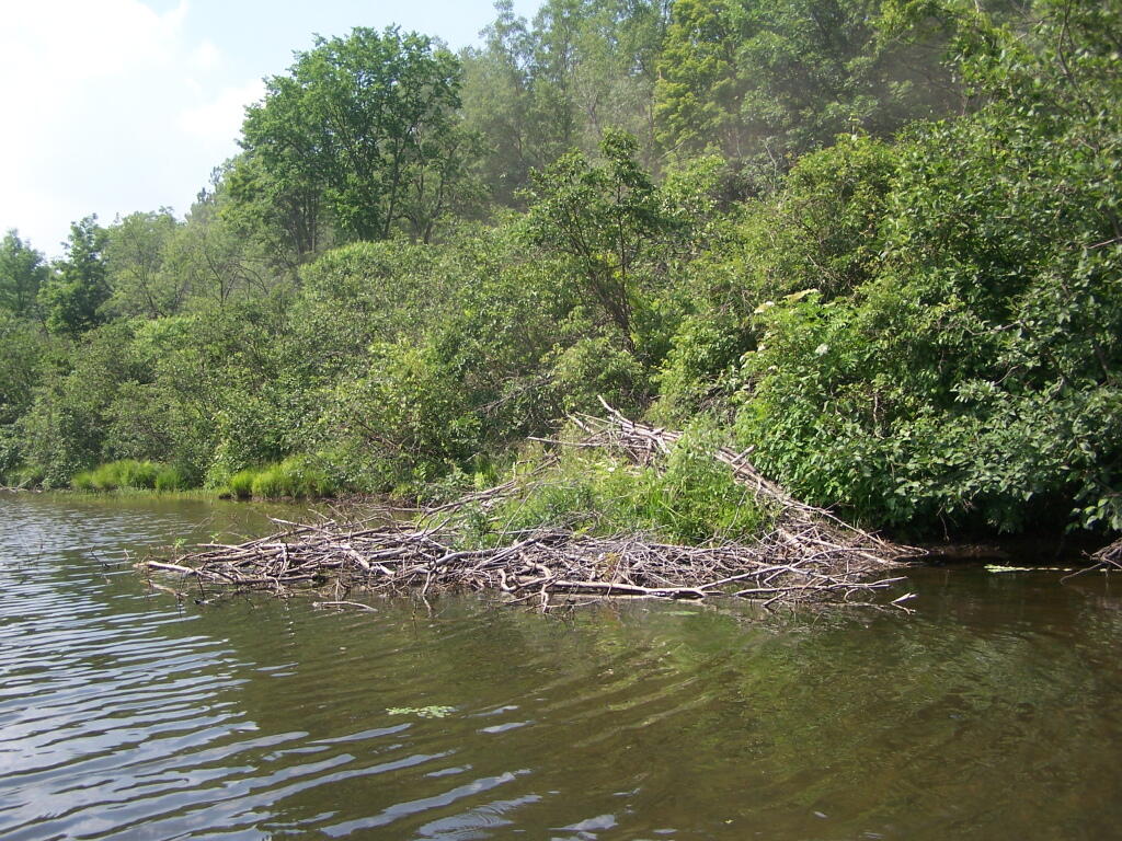 Photo: Beaver Dam