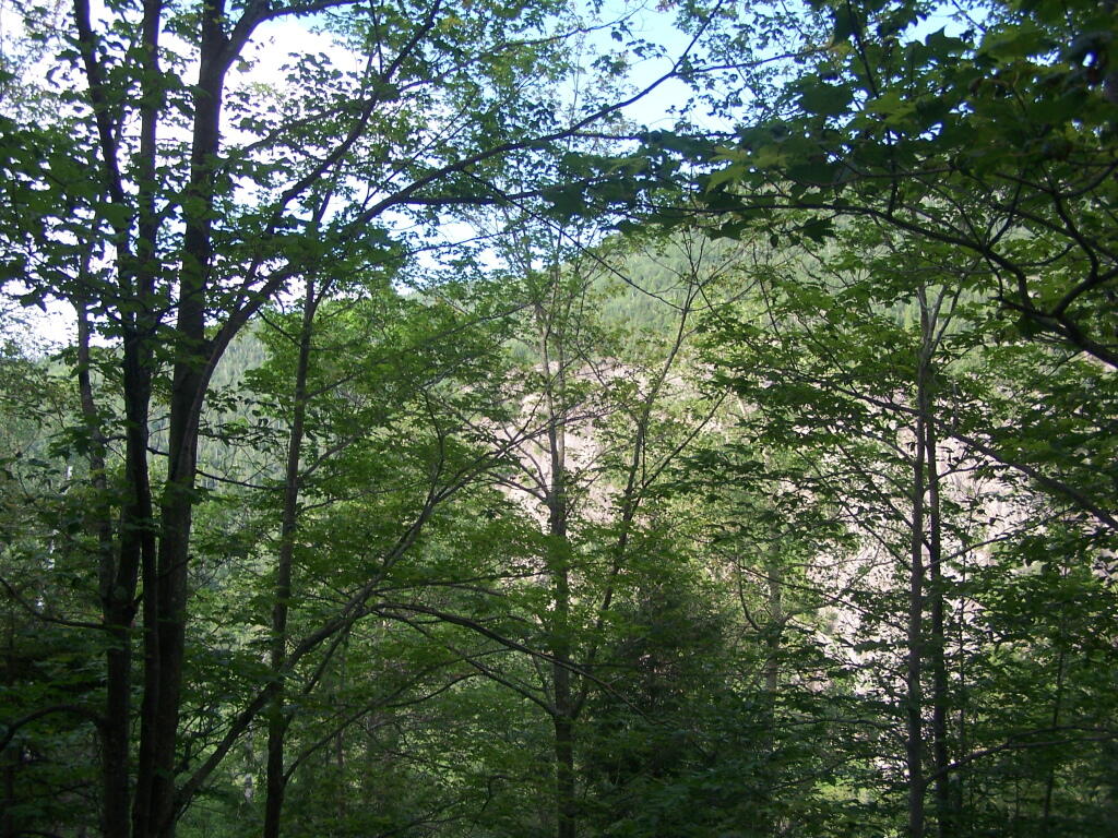 Photo: Round Mountain Thru Trees
