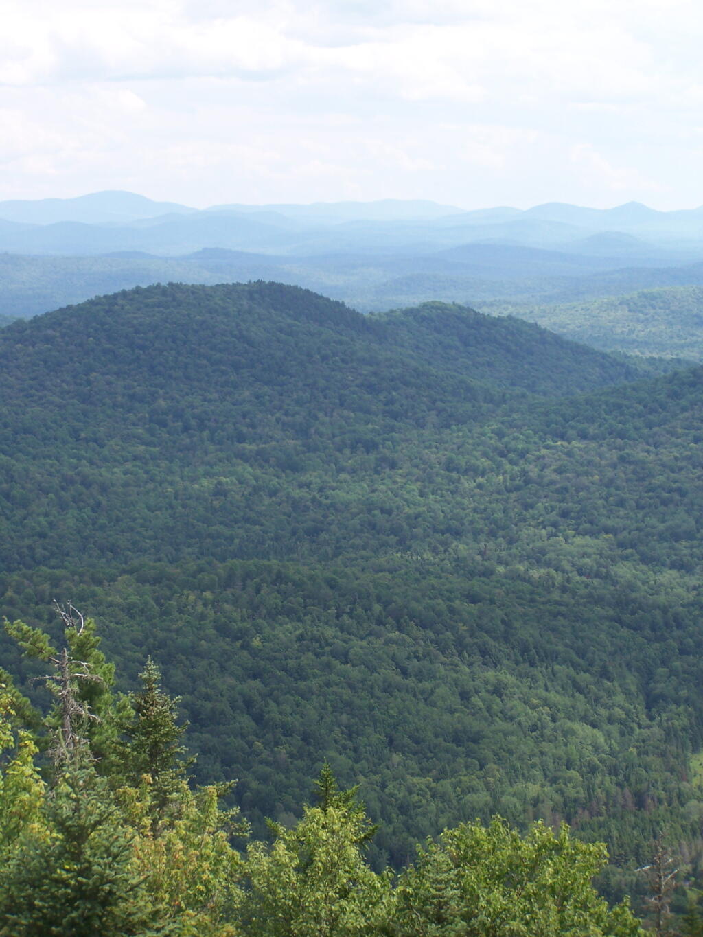 Photo: Vanderwhacker Wild Forest