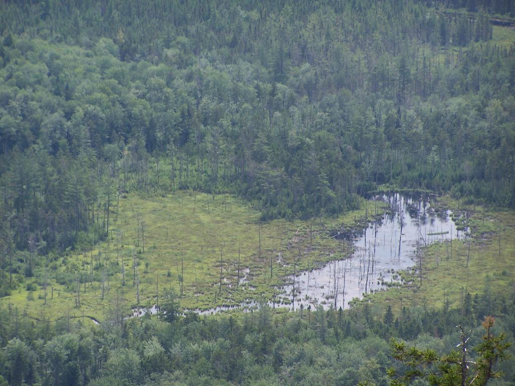 Photo: Adirondack Marshland