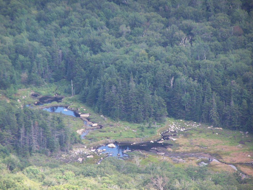 Photo: Swamp at Wakely Mountain