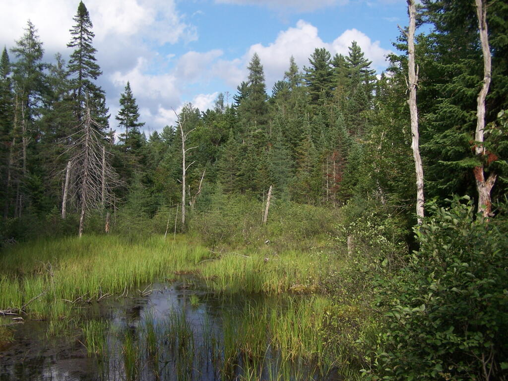 Photo: Marshland Along Otter Brook Road