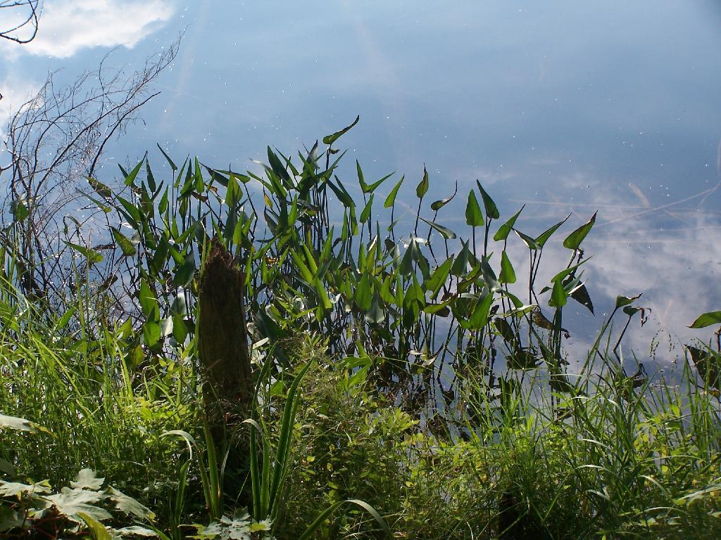 Photo: Lillies at Jessup River