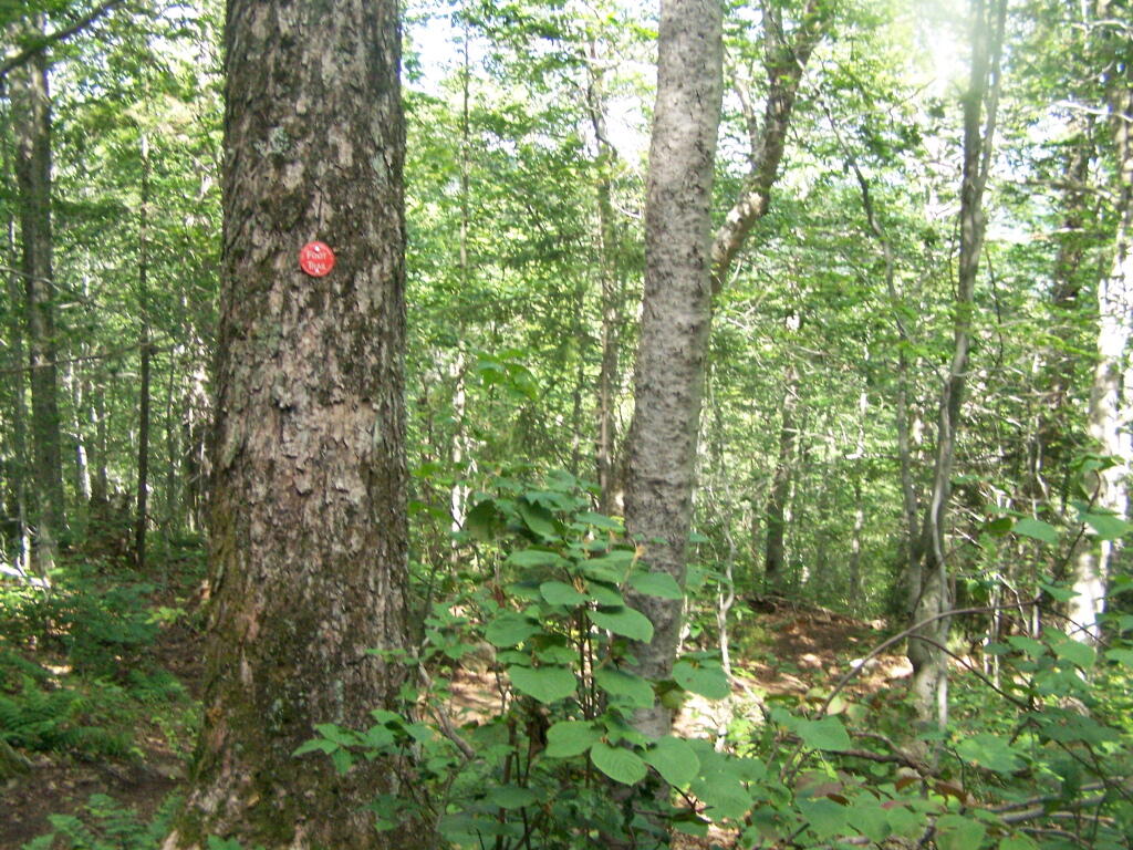 Photo: Red Trail