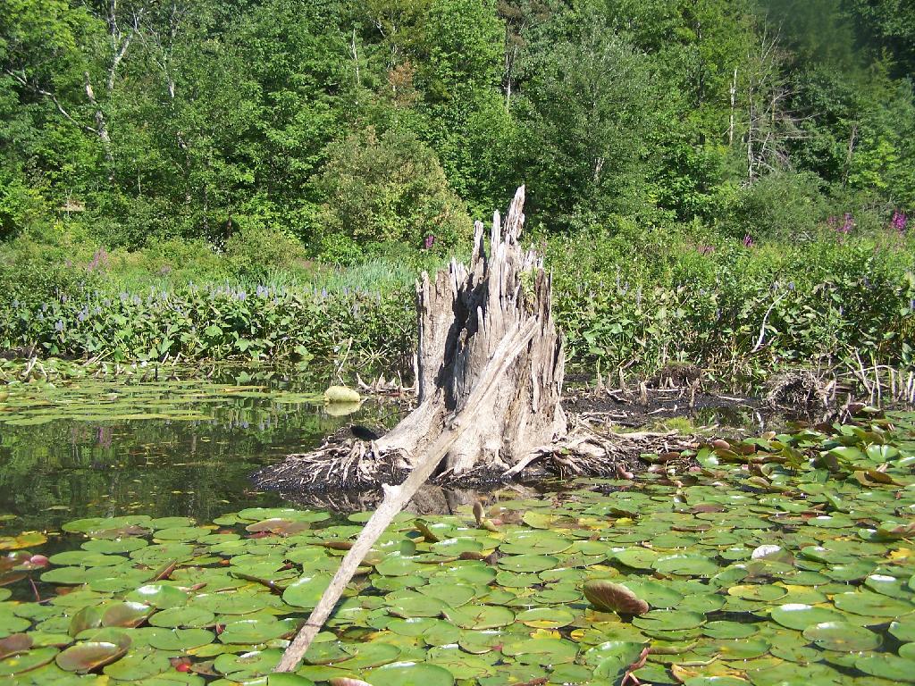 Photo: Stump