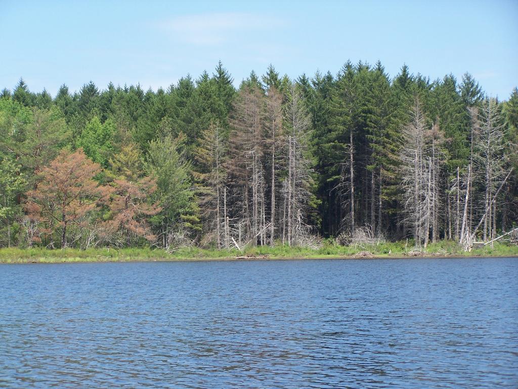 Photo: Edge of Lower Beaver Pond