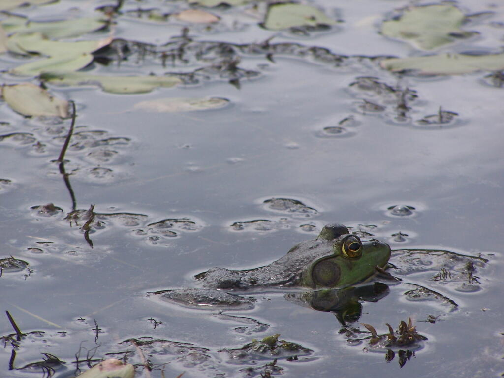 Photo: Frog in Lower Beaver Pond