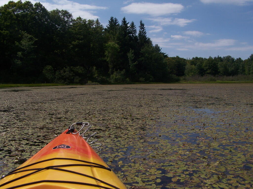Photo: Paddling Thru the Pond Lillies on Tubbs Pond
