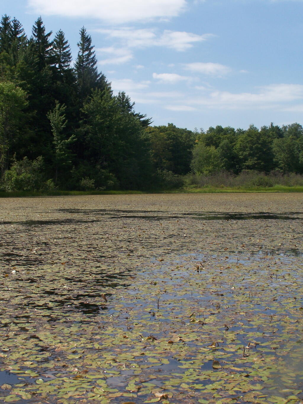 Photo: Pond Lillies on the Western Edge of Tubbs Pond