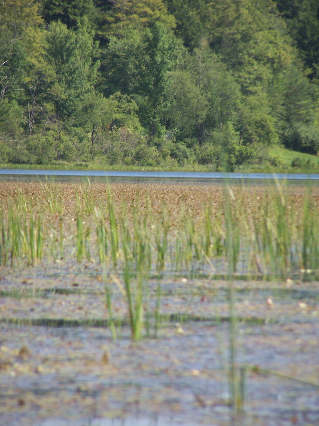 Photo: Pond Grass