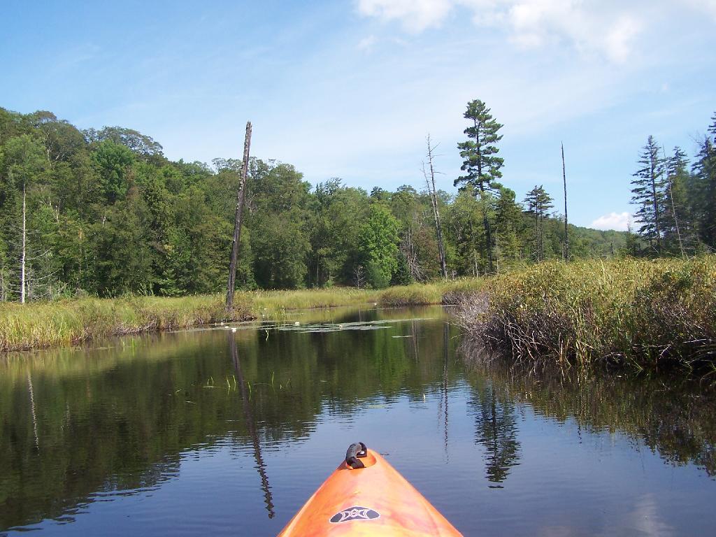 Photo: Thru Swampy End of Mason Lake