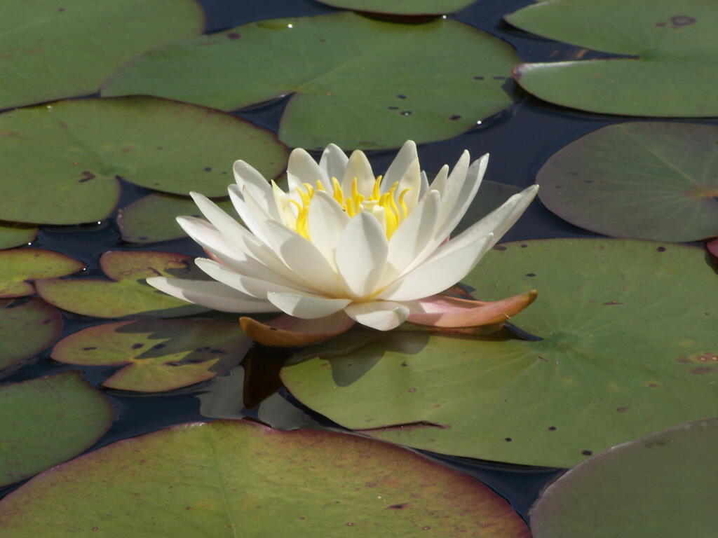 Photo: Pond Lilly