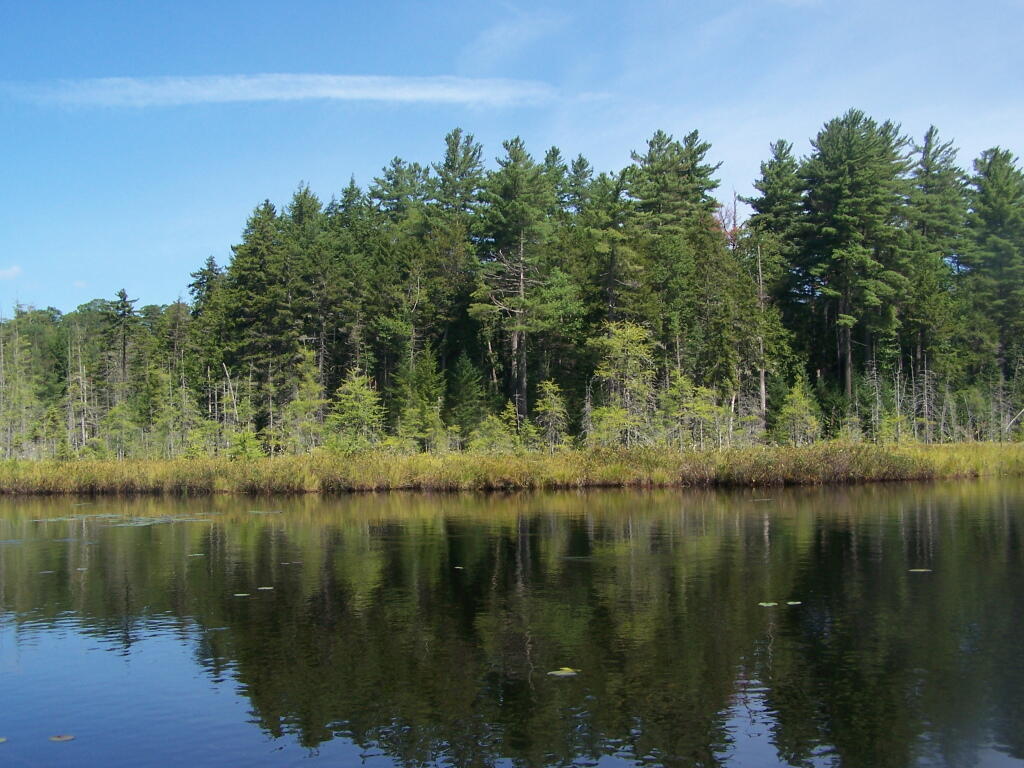 Photo: Island on Mason Lake