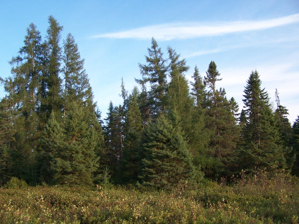 Photo: A Few Scraggly Pines in the Plains