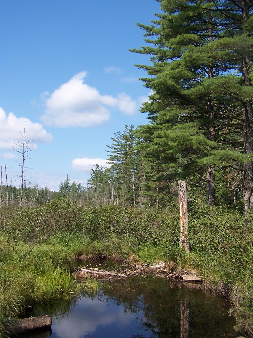 Photo: Wetlands Along Horseshoe Lake