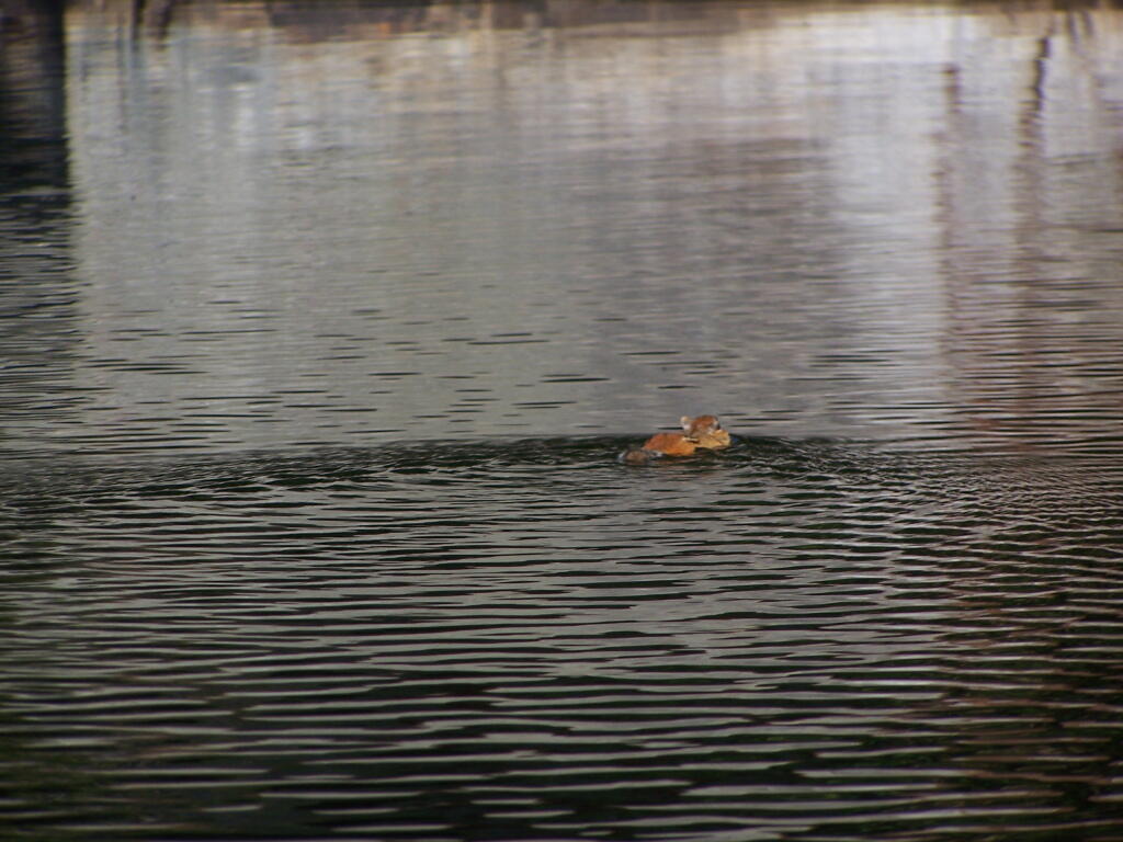 Photo: Chimpmunk Swims
