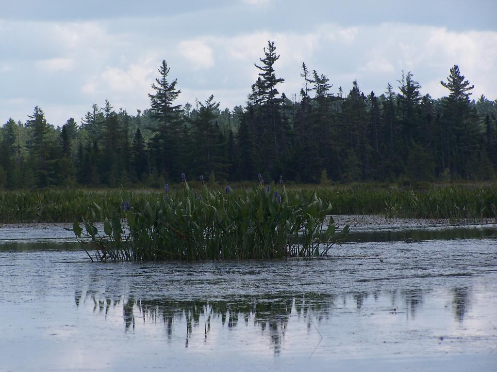 Photo: Marshland