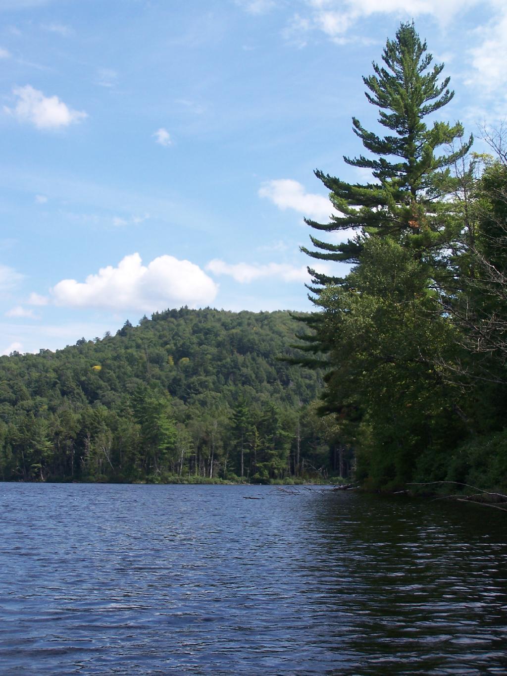 Photo: Tall Pine
