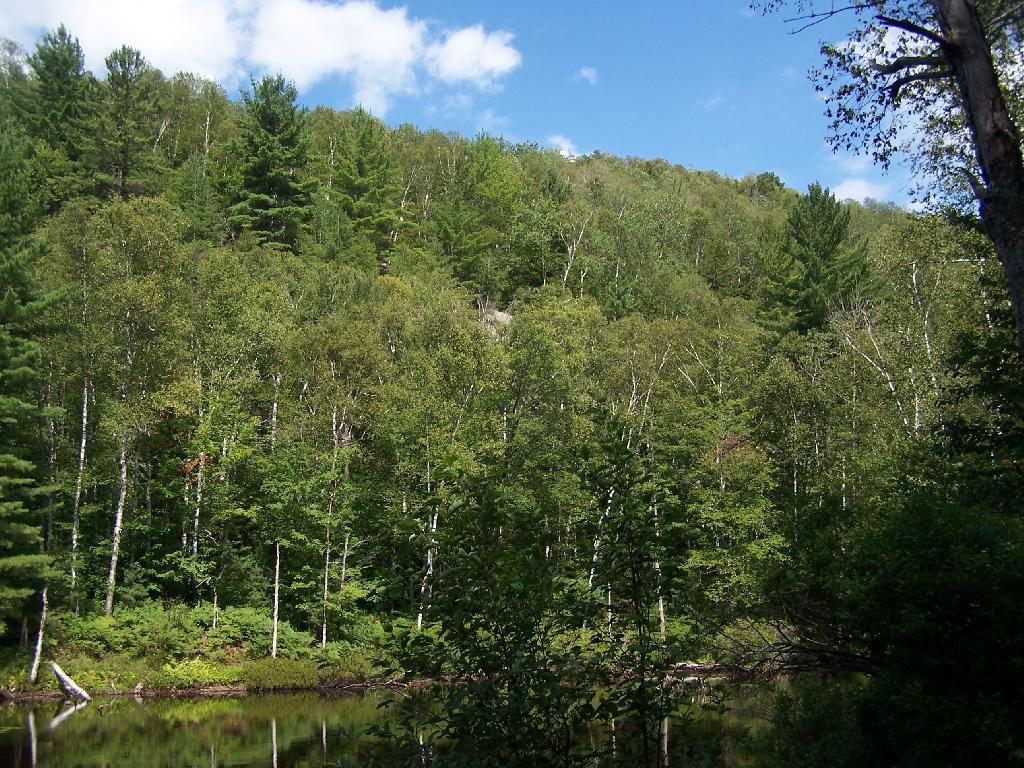 Photo: Along Edge of Pond