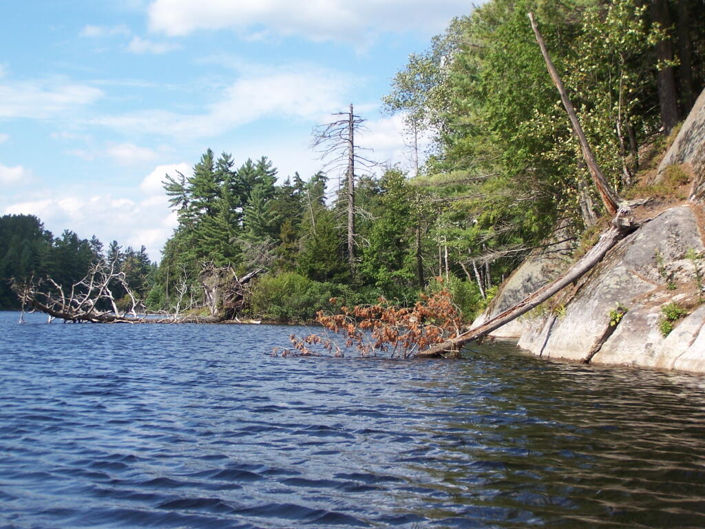 Photo: Many Downed Trees