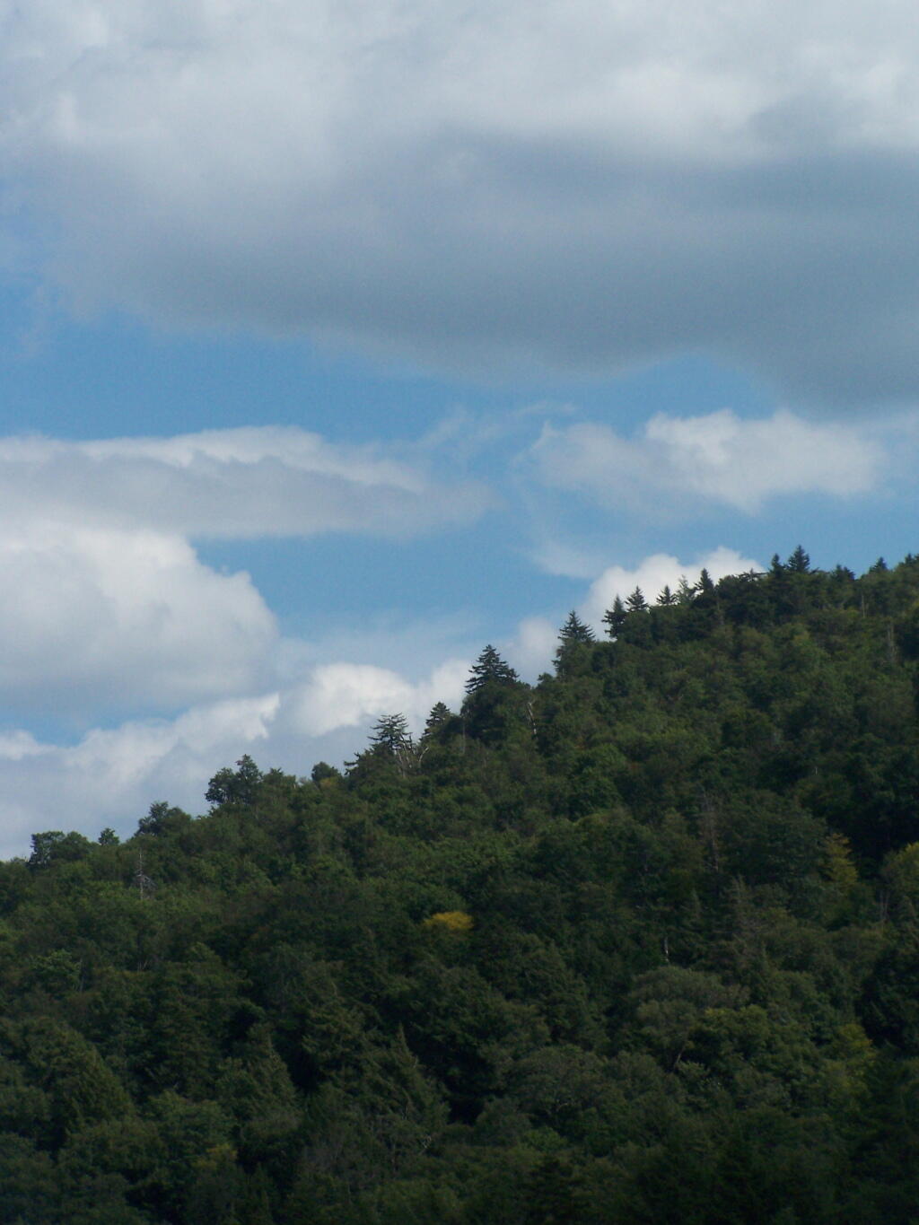 Photo: Treeline