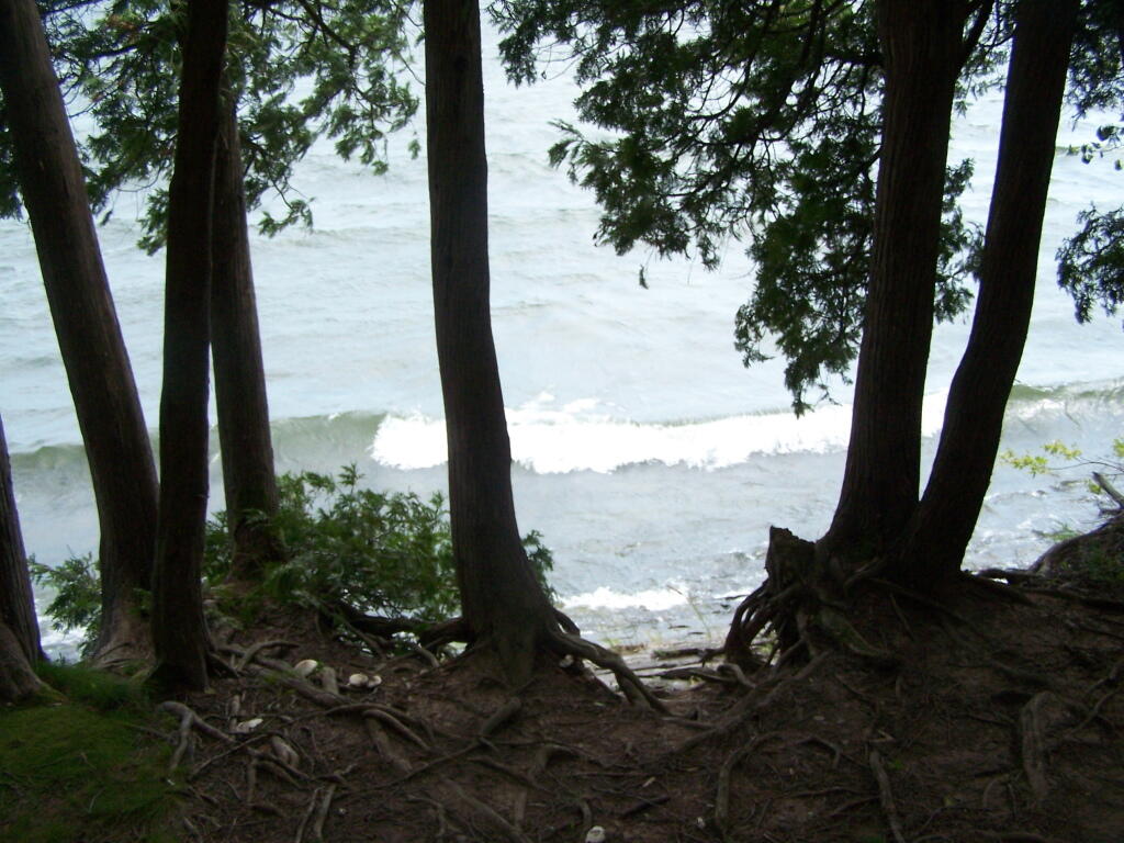 Photo: Waves Crash Through Trees