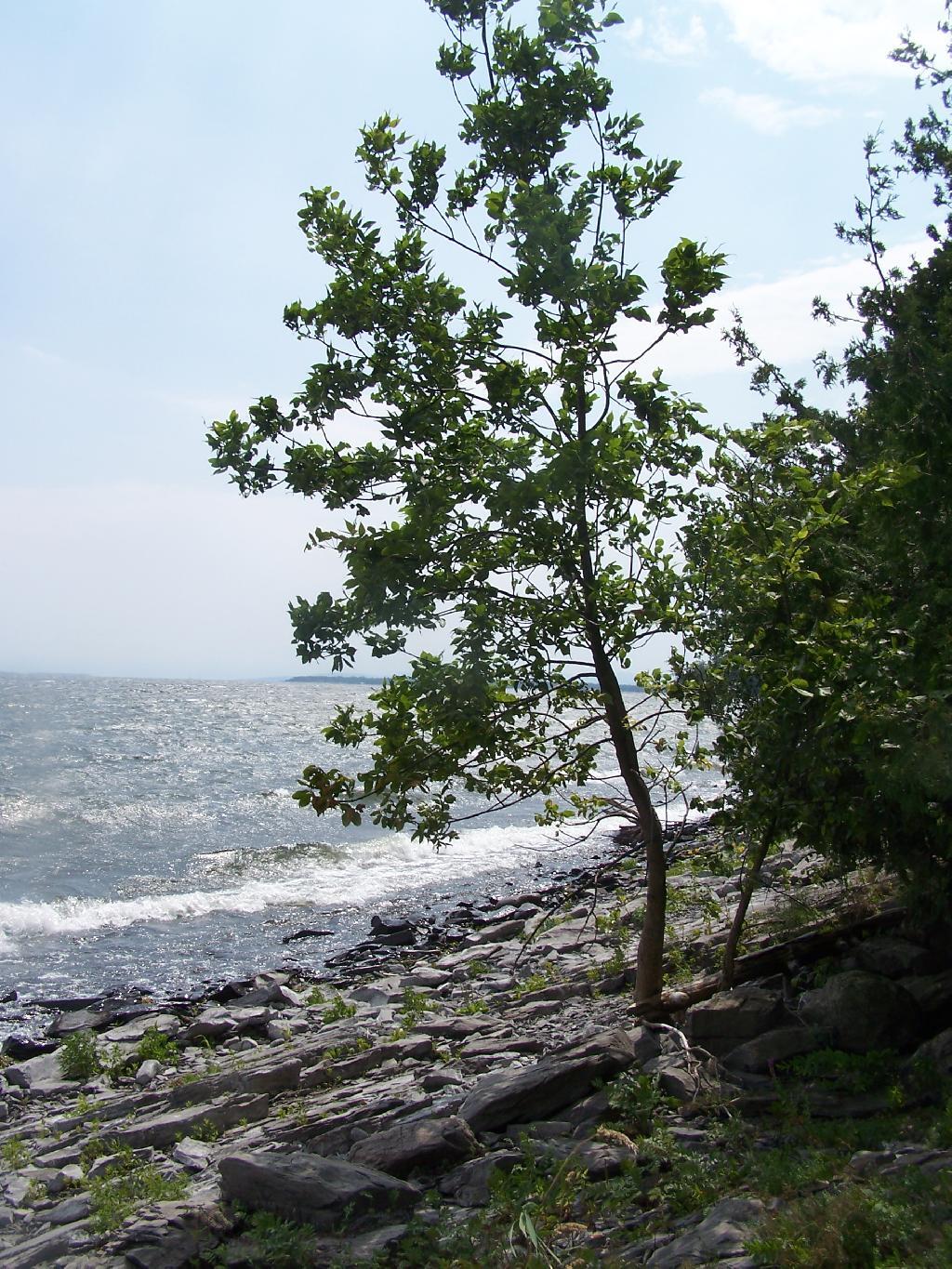 Photo: Tree Along The Edge