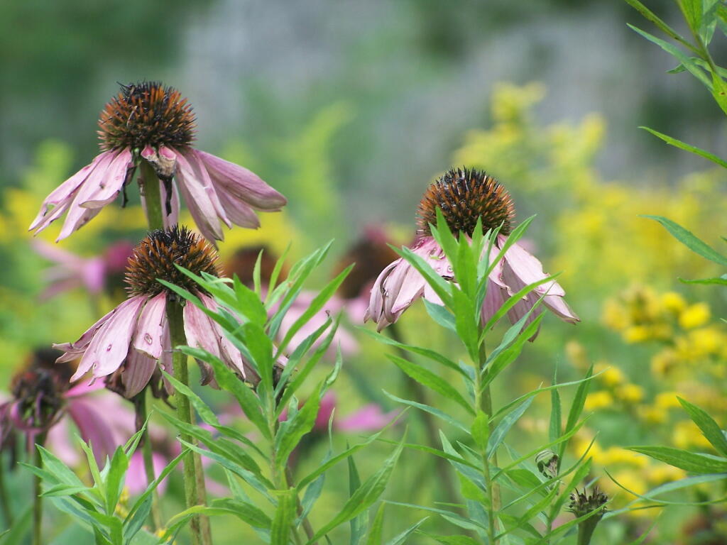 Photo: Wildflowers