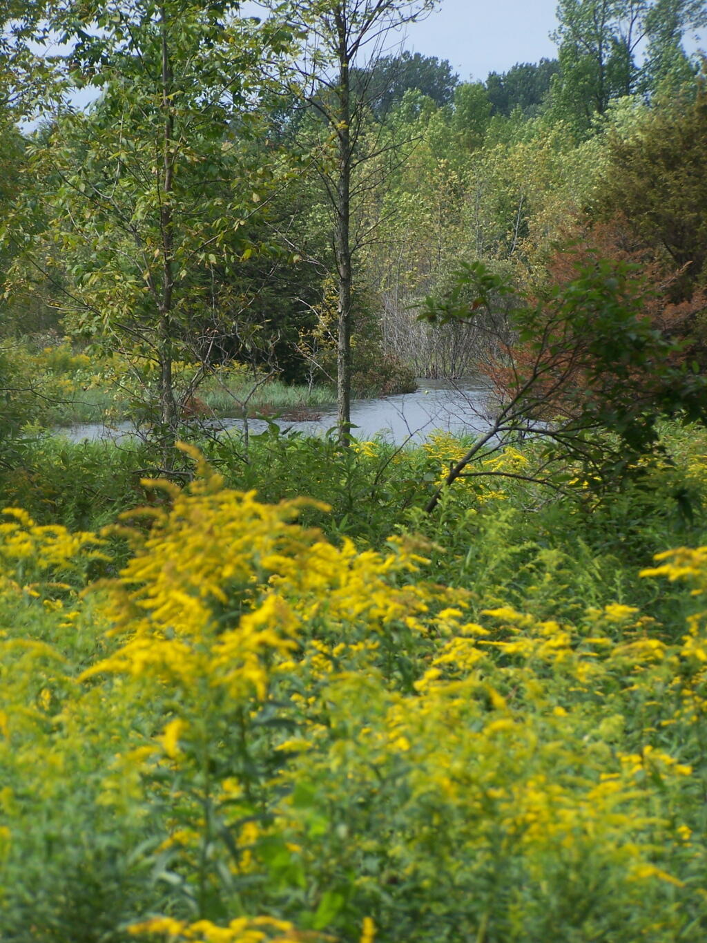 Photo: Golden Rods
