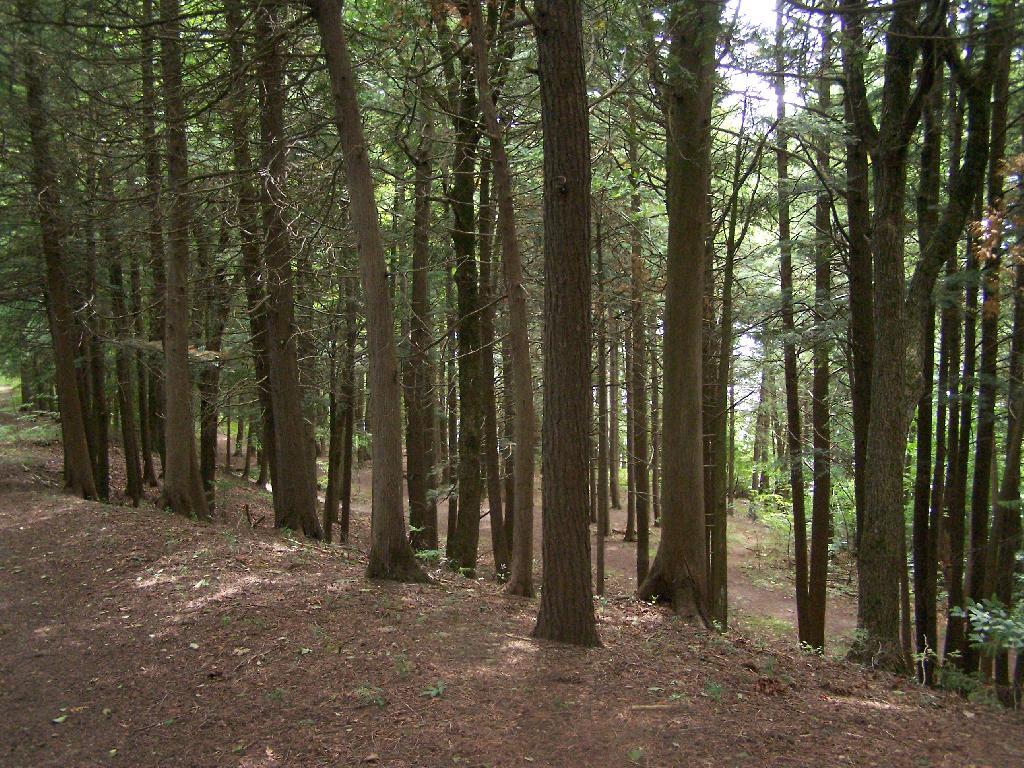 Photo: Thick Pines