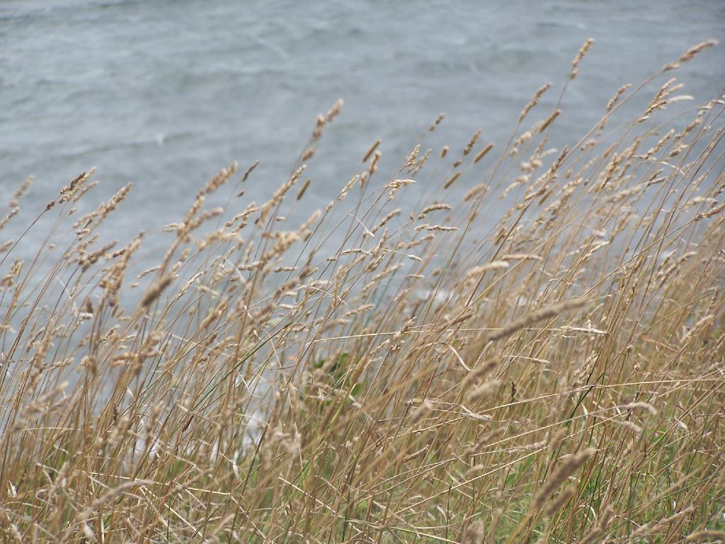 Photo: Wild Timothy Grasses
