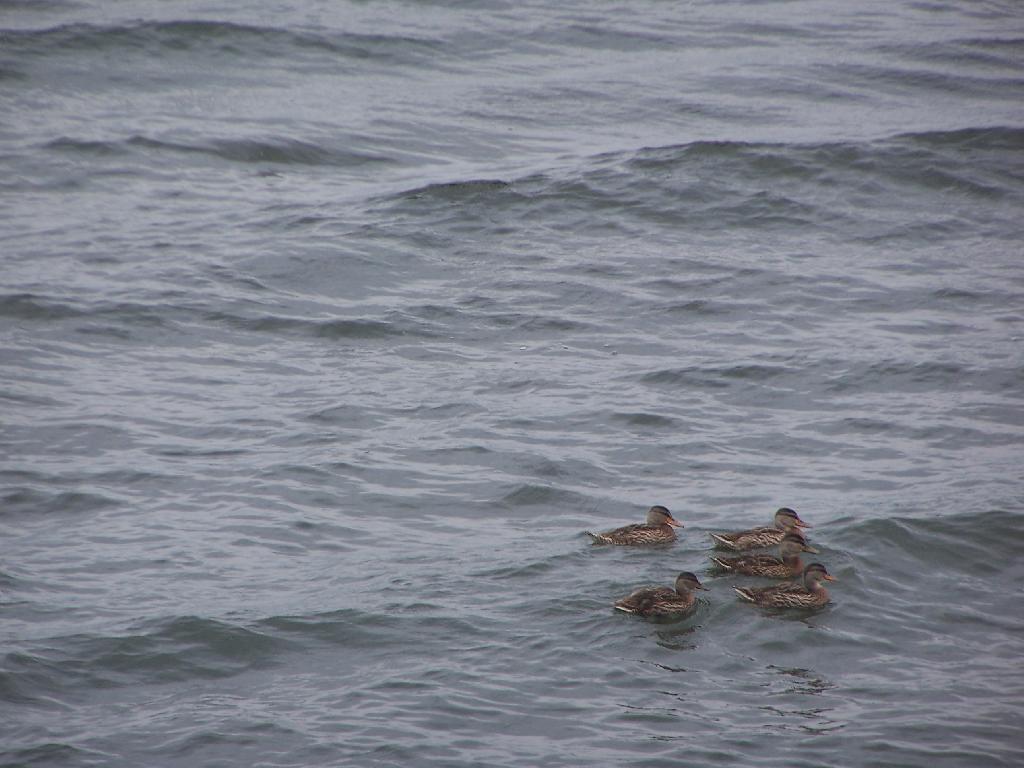 Photo: Ducks
